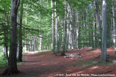 Forest down Hyldegrdens Camping