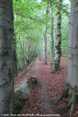 Bures Forest