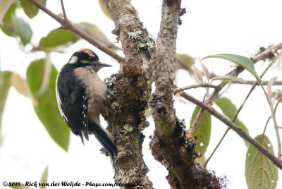 Hairy Woodpecker  (Haarspecht)