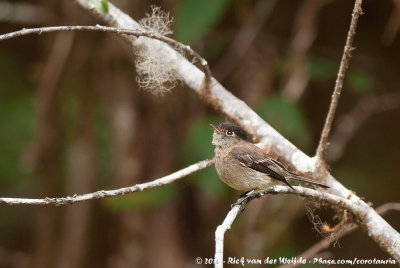 Black-Capped FlycatcherEmpidonax atriceps