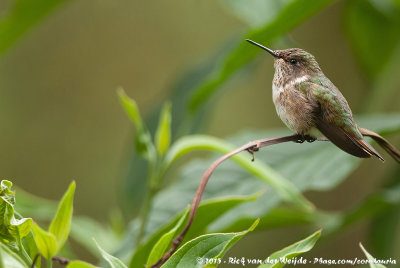 Volcano HummingbirdSelasphorus flammula torridus