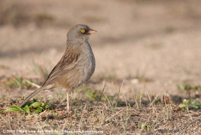 Volcano JuncoJunco vulcani