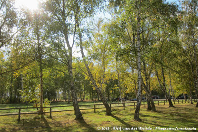 Birches in Backlight