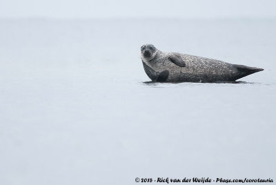 Harbour SealPhoca vitulina vitulina