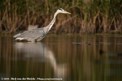 Grey HeronArdea cinerea cinerea