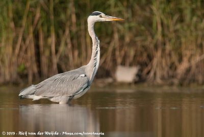 Grey HeronArdea cinerea cinerea