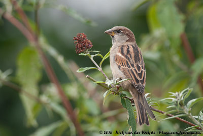 House SparrowPasser domesticus domesticus