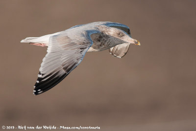 European Herring GullLarus argentatus argenteus