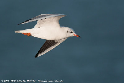 Black-Headed GullChroicocephalus ridibundus