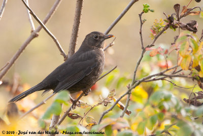 Common BlackbirdTurdus merula merula