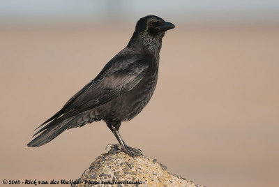 Carrion CrowCorvus corone corone