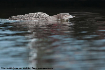 Common LoonGavia immer