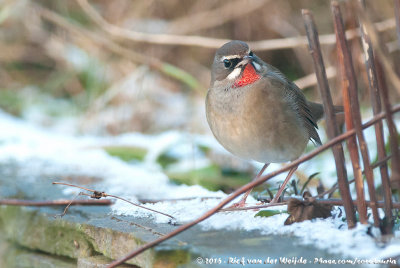 Siberian Rubythroat<br><i>Calliope calliope calliope</i>