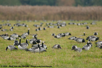 Barnacle GooseBranta leucopsis