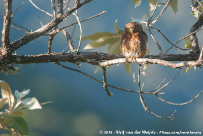 Costa Rican Pygmy OwlGlaucidium costaricanum