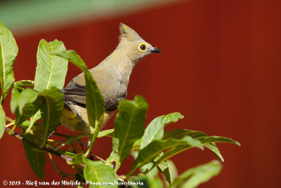 Long-Tailed Silky-FlycatcherPtiliogonys caudatus