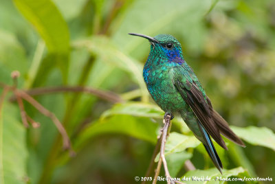 Lesser VioletearColibri cyanotus cabanidis