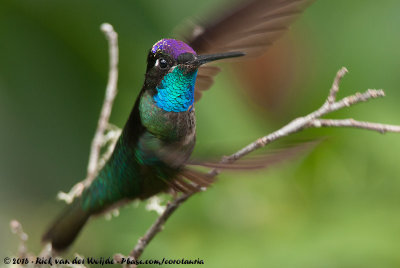 Admirable HummingbirdEugenes spectabilis