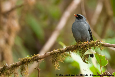 Black-Faced SolitaireMyadestes melanops