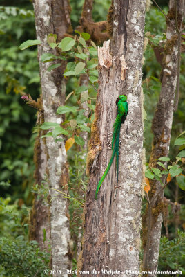 Resplendent QuetzalPharomachrus mocinno costaricensis