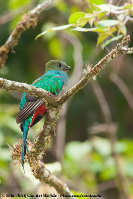 Resplendent QuetzalPharomachrus mocinno costaricensis