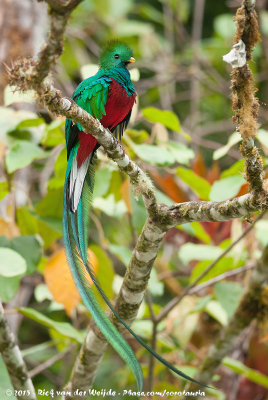 Resplendent Quetzal  (Quetzal)
