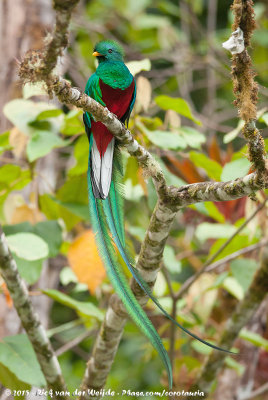 Resplendent Quetzal<br><i>Pharomachrus mocinno costaricensis</i>