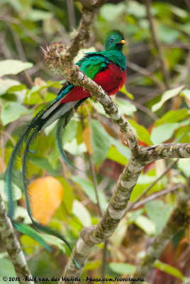 Resplendent Quetzal<br><i>Pharomachrus mocinno costaricensis</i>