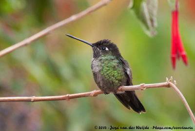 Talamanca Hummingbird  (Lawrence' Kolibrie)