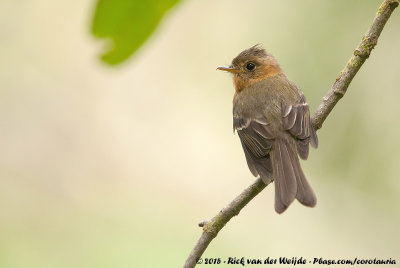 Northern Tufted FlycatcherMitrephanes phaeocercus aurantiiventris