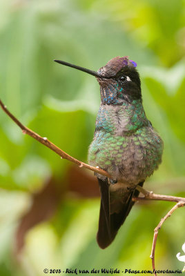 Admirable HummingbirdEugenes spectabilis
