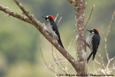 Acorn Woodpecker  (Eikelspecht)