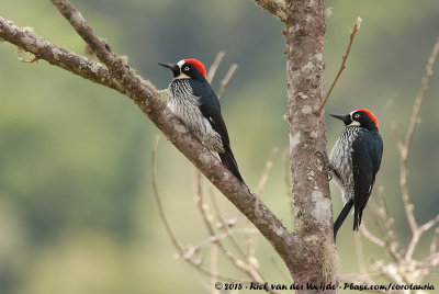 Acorn WoodpeckerMelanerpes formicivorus striatipectus