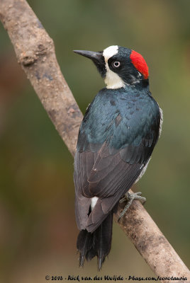 Acorn WoodpeckerMelanerpes formicivorus striatipectus