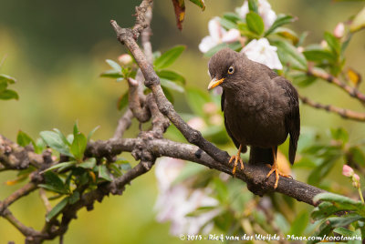 Sooty ThrushTurdus nigrescens