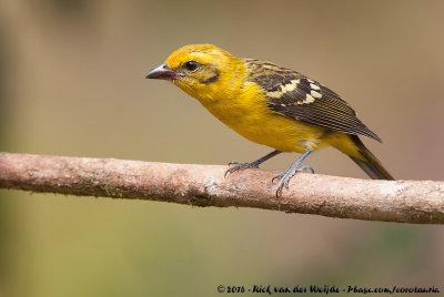 Flame-Colored TanagerPiranga bidentata citrea