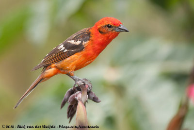 Flame-Colored Tanager  (Bloedtangare)