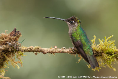 Admirable HummingbirdEugenes spectabilis
