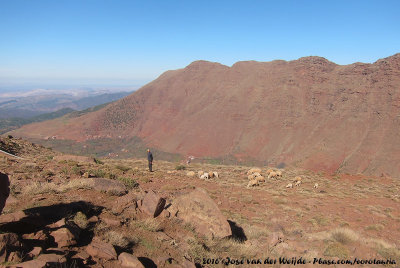 Berber shepherd in the Atlas