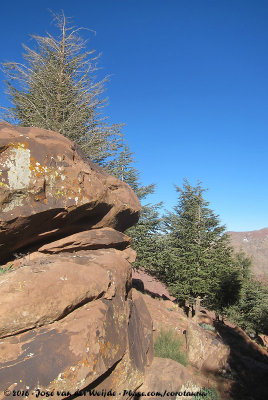 Pine Forest in the High Atlas