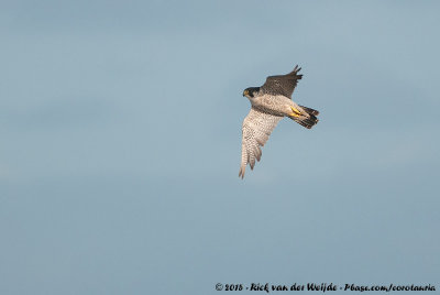 Peregrine FalconFalco peregrinus peregrinus