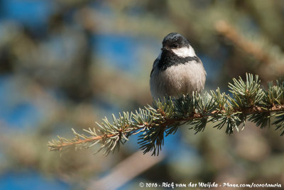 Coal TitPeriparus ater atlas