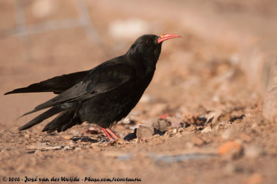 Red-Billed ChoughPyrrhocorax pyrrhocorax barbarus