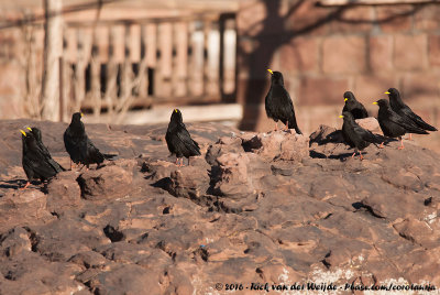 Alpine ChoughPyrrhocorax graculus graculus