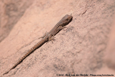 Ball-Finger Geckoes  (Kogelvingergekko's)