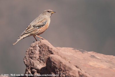 Alpine AccentorPrunella collaris collaris