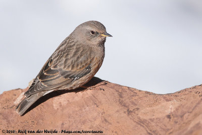 Alpine AccentorPrunella collaris collaris