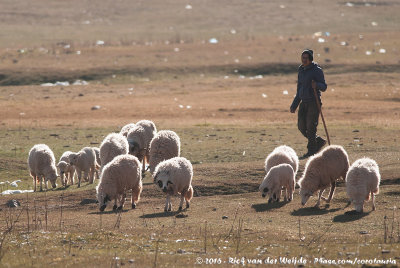 Berber shepherd in the Atlas