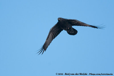 Northern Raven<br><i>Corvus corax tingitanus</i>
