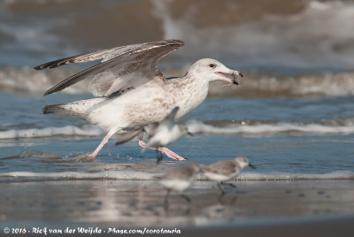 European Herring GullLarus argentatus ssp.